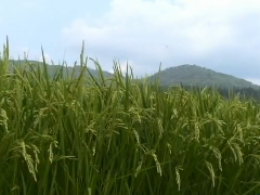 銘醸地には、必ずいい酒米がある