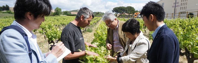 ワイン専門輸入商社　稲葉(名古屋)がお届けする、フランス・イタリア・ドイツ・チリ等のワイン